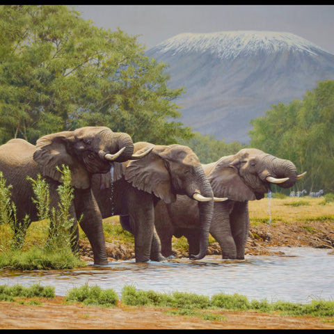 On Safari by Steve Burgess